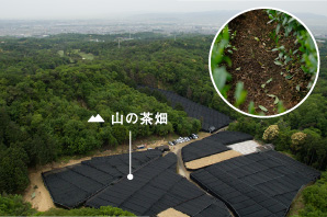 山の茶畑