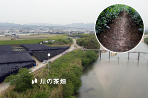 川の茶畑