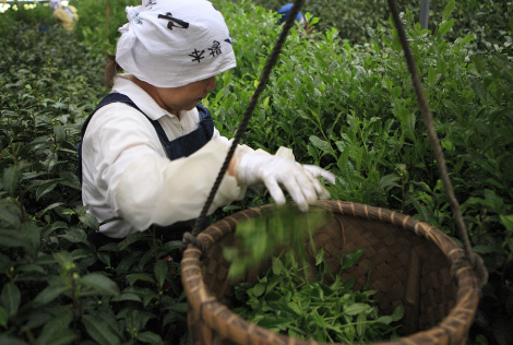 茶の菓 | 京都 北山 マールブランシュの公式サイト