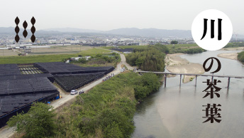 川の茶葉