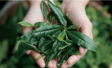2021年収穫の「さみどり」品種の茶葉